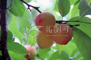李子 水果