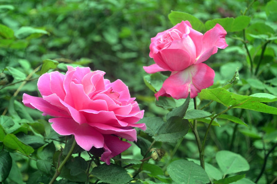 月季花开