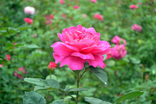月季花