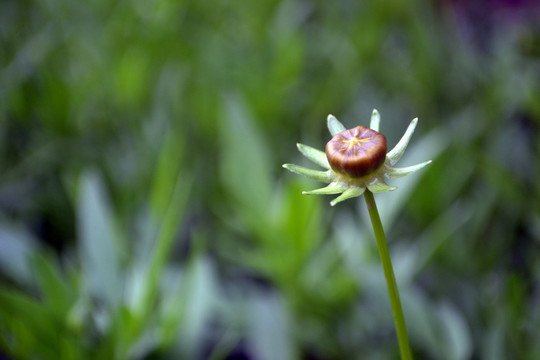 花蕊背景