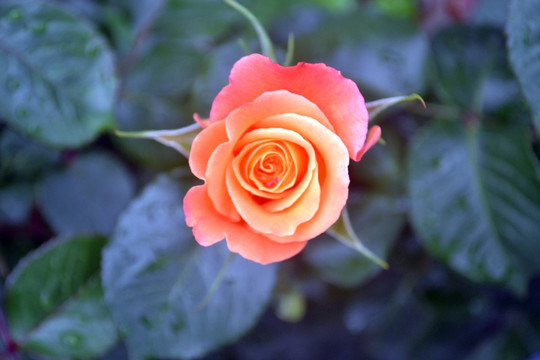 月季花卉