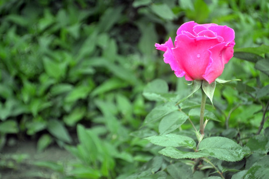 月季花