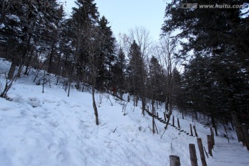 雪乡 山 松树 松林