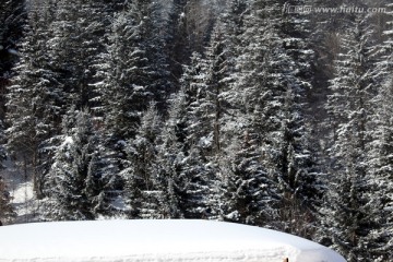 林海雪原 雪乡 山 松树 松林
