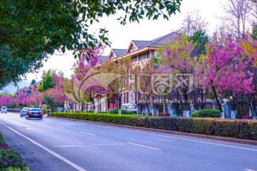 樱花道路