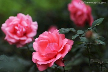 鲜花 月季花