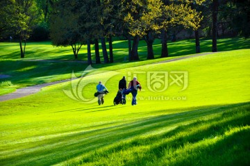 高尔夫 球场 草坪 草地 三人