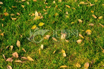 草地上的落叶 绿草植物 草
