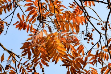 橙色树叶背景 黄叶 冬天 树
