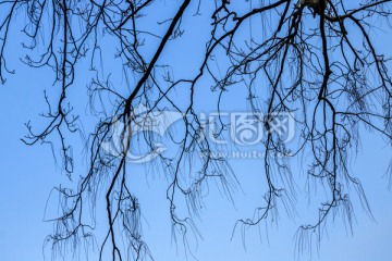 冬季树枝条 树枝树木 树干天空