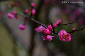 梅花 花卉 花朵 枝条 开放