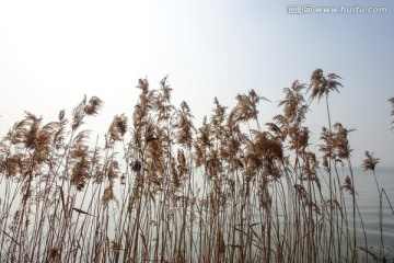 湖边芦苇