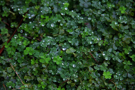 雨后 绿叶 水珠