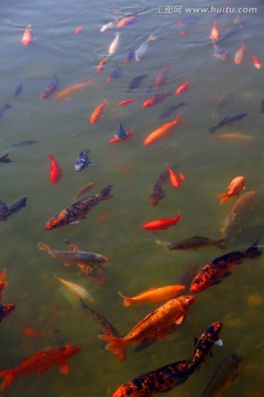 池塘 锦鲤 金鱼