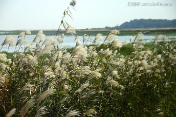 洞庭湖 芦苇