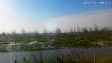 洞庭湖 芦苇