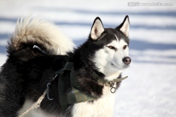 雪橇犬 狗 宠物 哈士奇