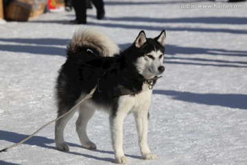 雪橇犬 狗 宠物