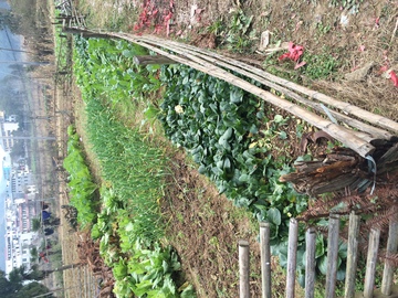 菜地 菜园 蔬菜 种植 篱笆