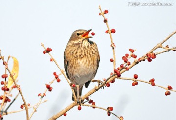 斑鸫