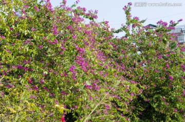 紫荆花
