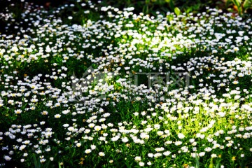 野花 鲜花 花海