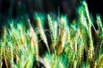 农作物 水稻 小麦