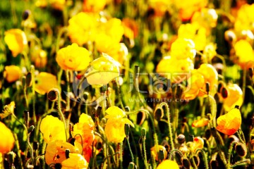 花海 野花黄花 太阳花