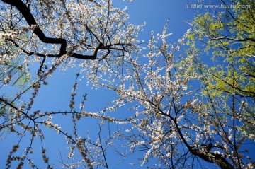 春来桃花开