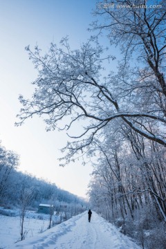 雪 雪景 白雪 仰天山风光 冬