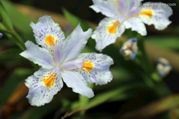 扁竹花