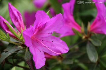 杜鹃花