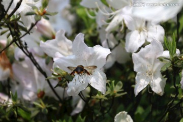 白色杜鹃花