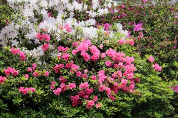 杜鹃花