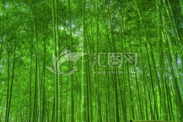 竹林素材 竹子素材 竹枝
