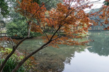 池塘倒影 红枫 枫叶