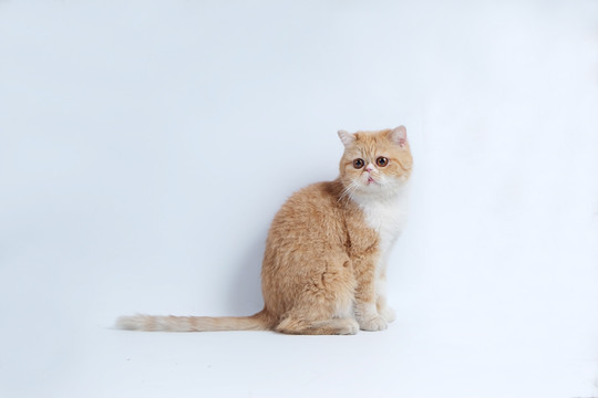 加菲猫