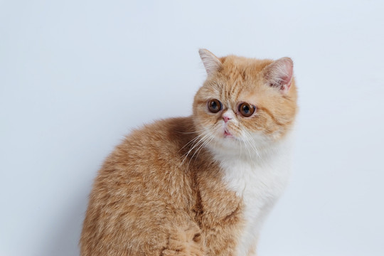 加菲猫
