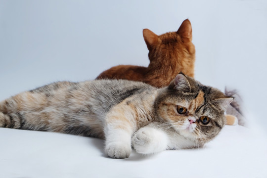 加菲猫