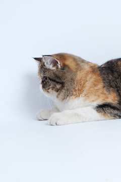 加菲猫