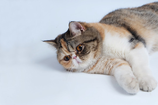 加菲猫