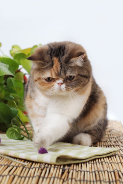 加菲猫