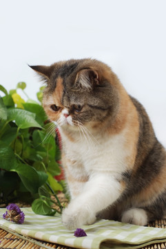 加菲猫