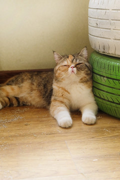 加菲猫