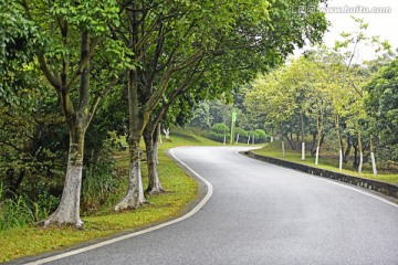 绿化 景观道