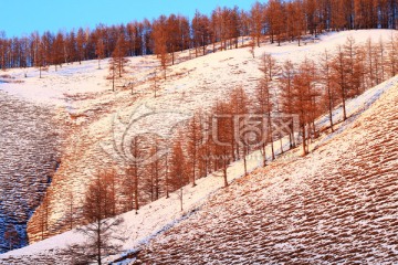 山脊松树林雪景