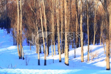 雪野树林
