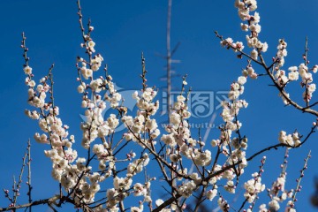 逆光蓝天白梅花特写