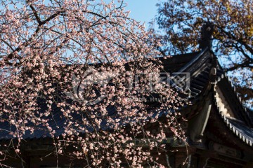 蓝天下古建屋顶与老树梅花