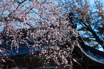 蓝天下古建屋顶与老树梅花